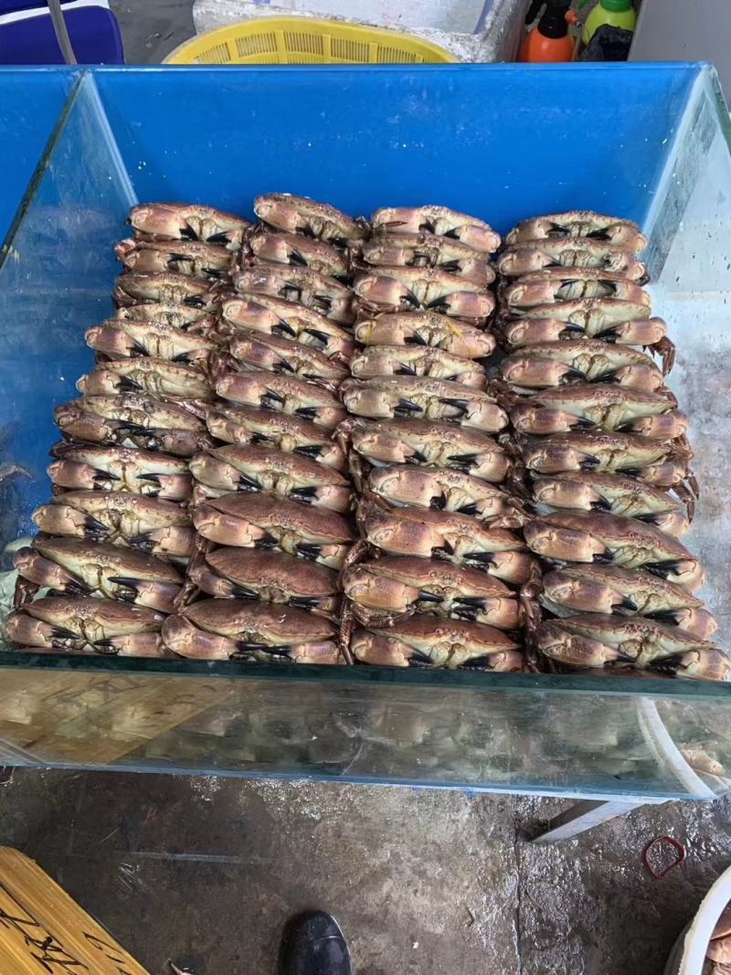 热销新鲜鲜活美味面包蟹，质量保证，价格美丽