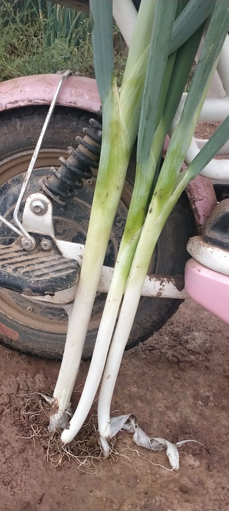 河北鸡泽县宏森农厂铁杆大葱急需出售价格实惠。