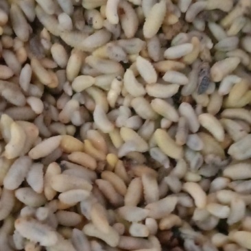 生冻熟冻各种土蜂蜂蛹