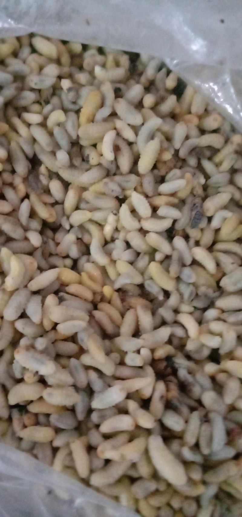 生冻熟冻各种土蜂蜂蛹
