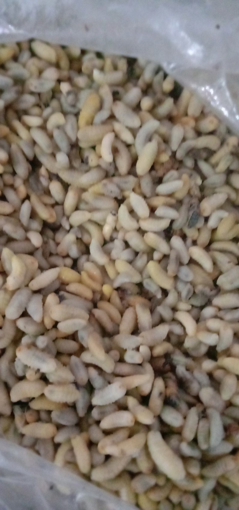 生冻熟冻各种土蜂蜂蛹