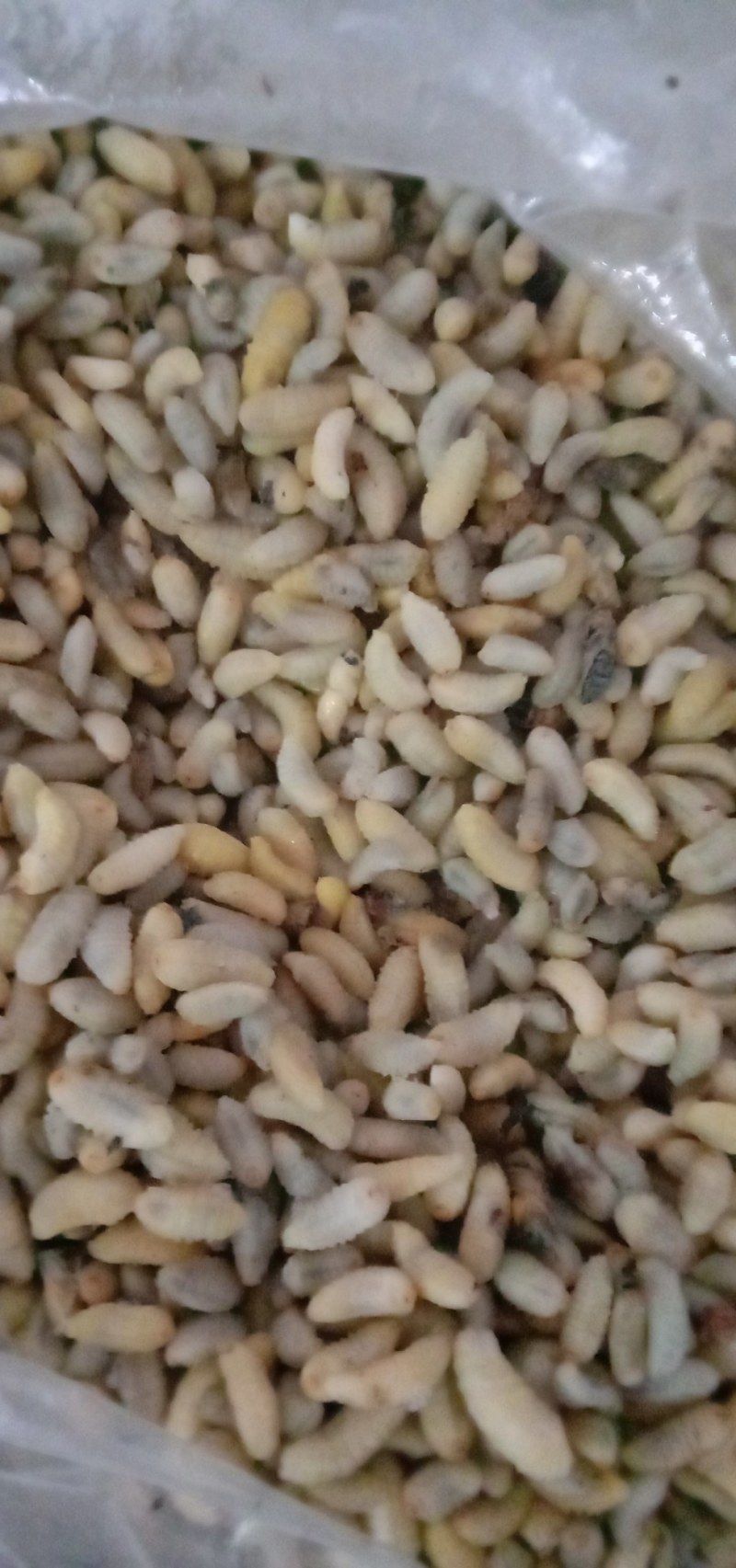 生冻熟冻各种土蜂蜂蛹