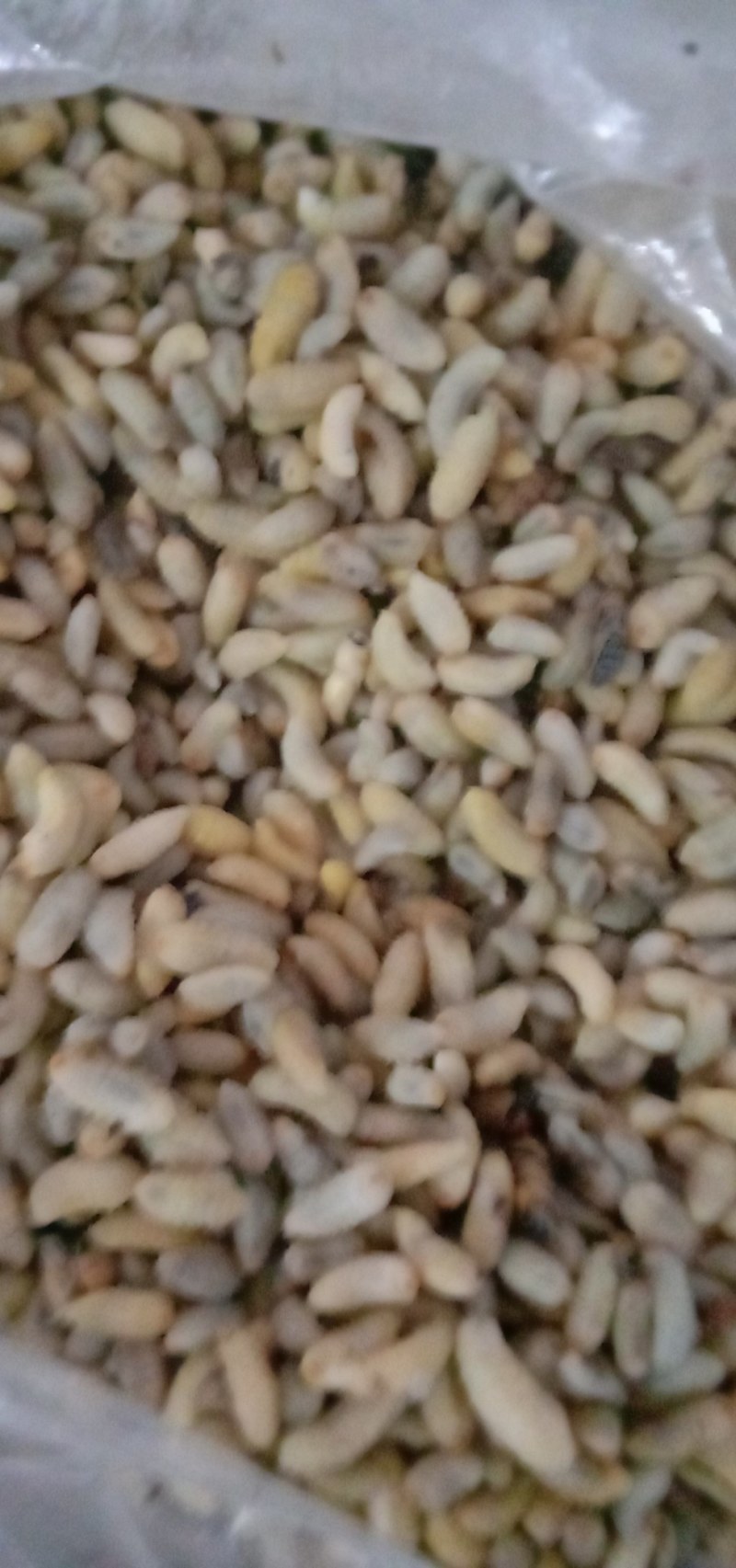 生冻熟冻各种土蜂蜂蛹