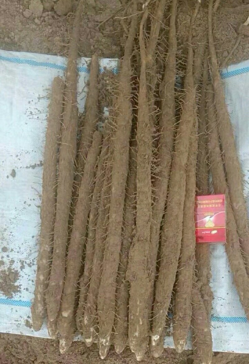 编号豪03新鲜小白嘴白山药基地供应！{武氏果业}