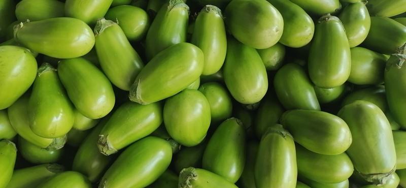 万亩大棚蔬菜青茄子，种植面积大，诚信共赢，欢迎联系