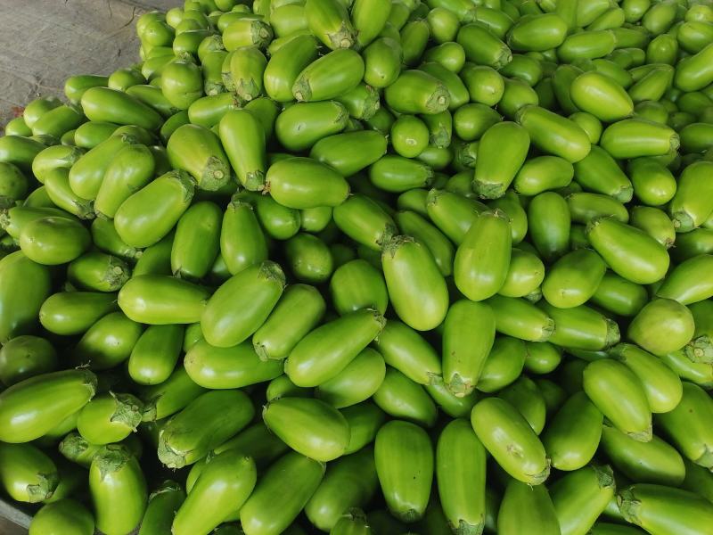 万亩大棚蔬菜青茄子，种植面积大，诚信共赢，欢迎联系