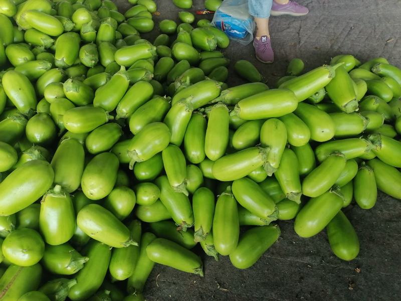 万亩大棚蔬菜青茄子，种植面积大，诚信共赢，欢迎联系