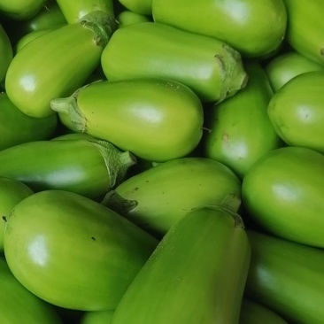 万亩大棚蔬菜青茄子，种植面积大，诚信共赢，欢迎联系