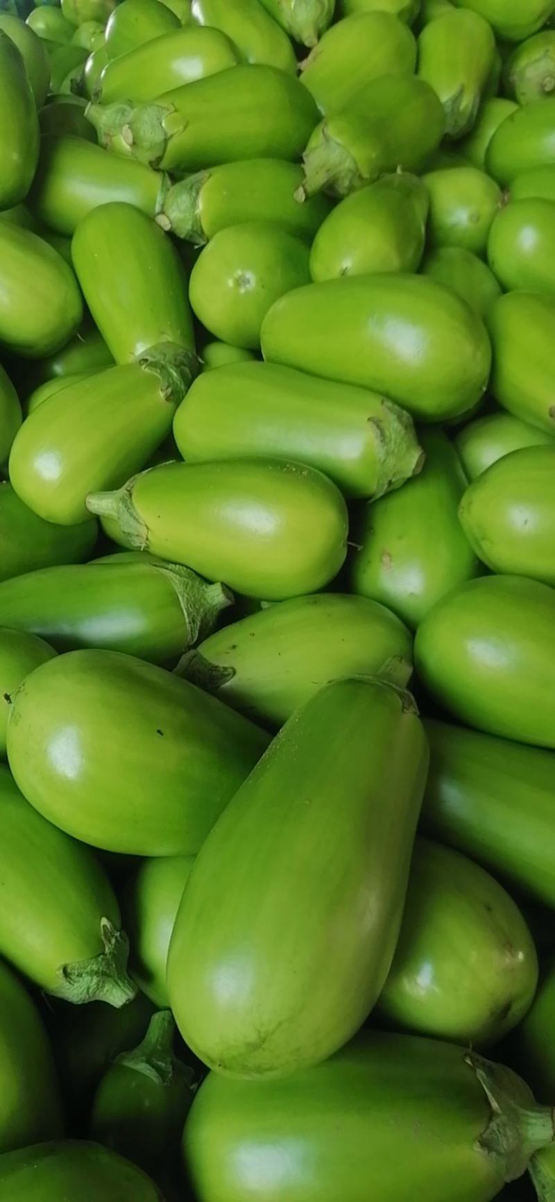 万亩大棚蔬菜青茄子，种植面积大，诚信共赢，欢迎联系