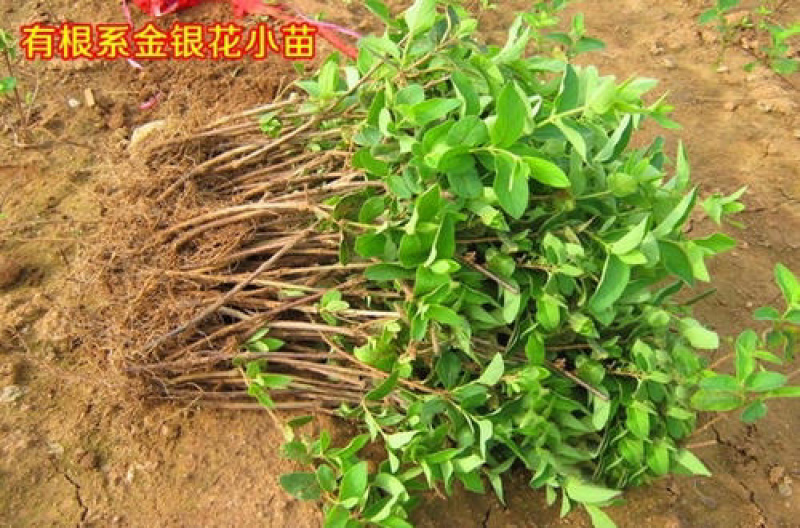 优质嫁接金银花苗一手货源基地直发包成活