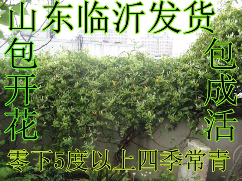 优质嫁接金银花苗一手货源基地直发包成活