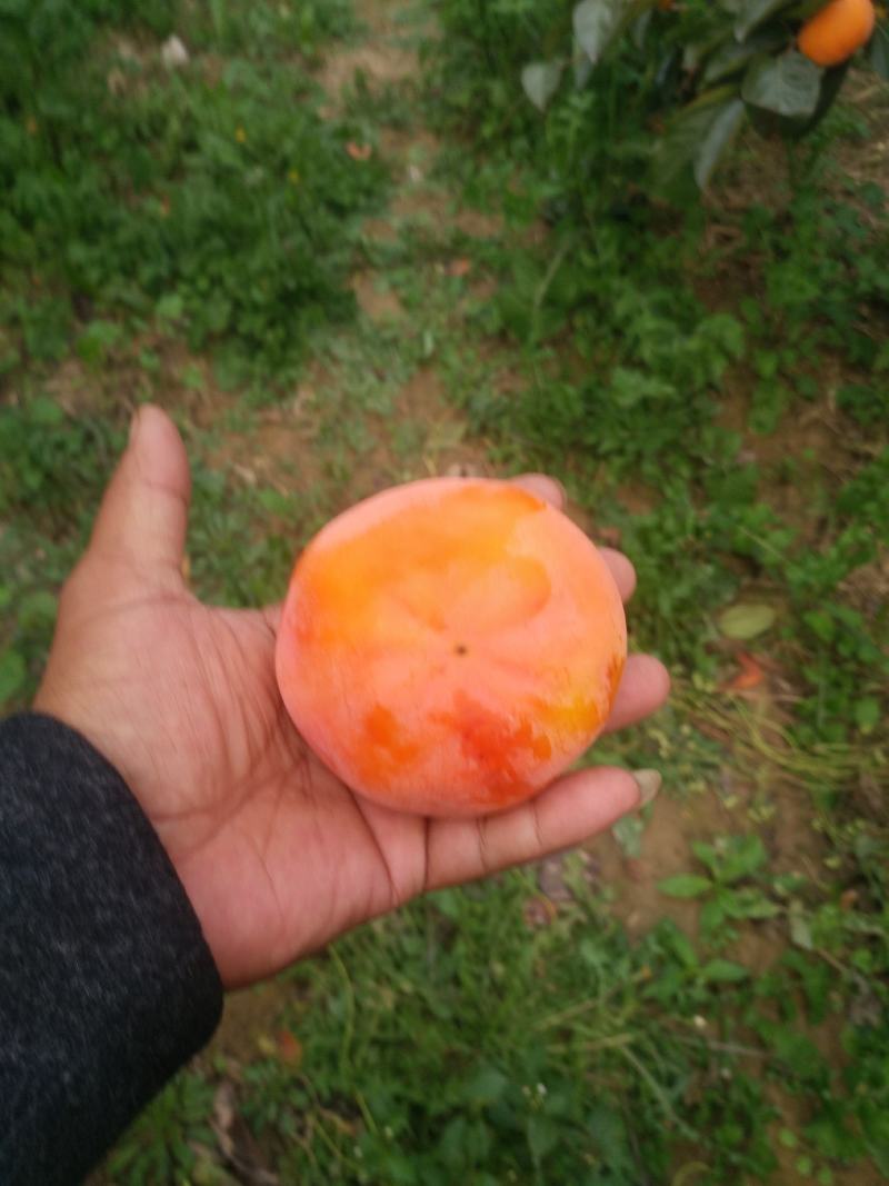 阳丰甜柿子树苗大量供应，果个大口感好需要抓紧联系采购树苗