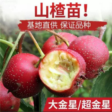 优质嫁接山楂苗基地直发价格优惠欢迎合作