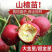优质嫁接山楂苗基地直发价格优惠欢迎合作