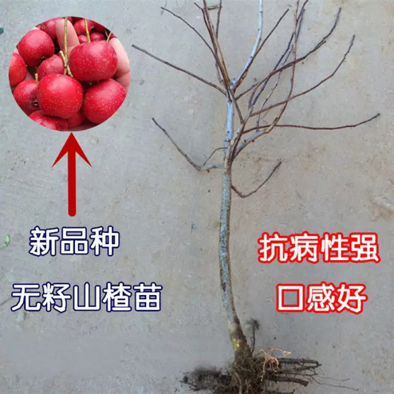 优质嫁接山楂苗基地直发价格优惠欢迎合作