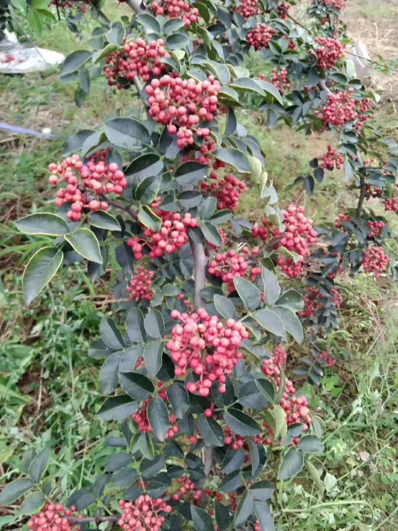 花椒青花椒中华名椒品质又麻又香又好看