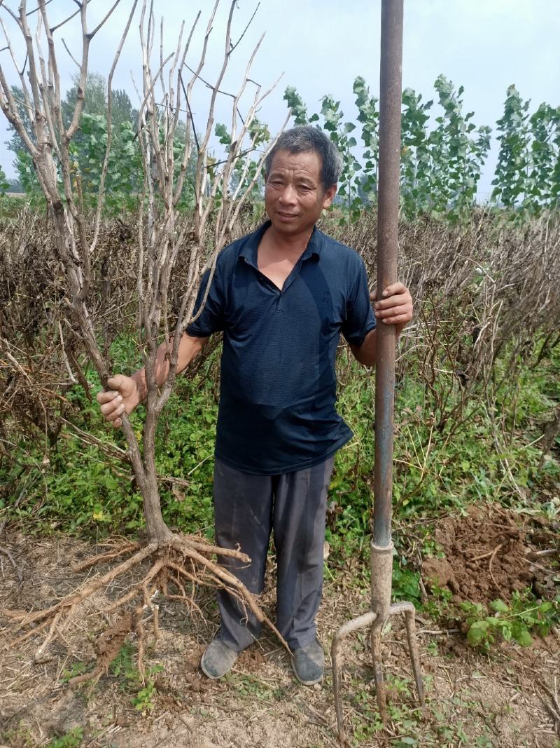 牡丹树，凤凰丹，高1米2大牡丹苗牡丹花下死做鬼也风流。