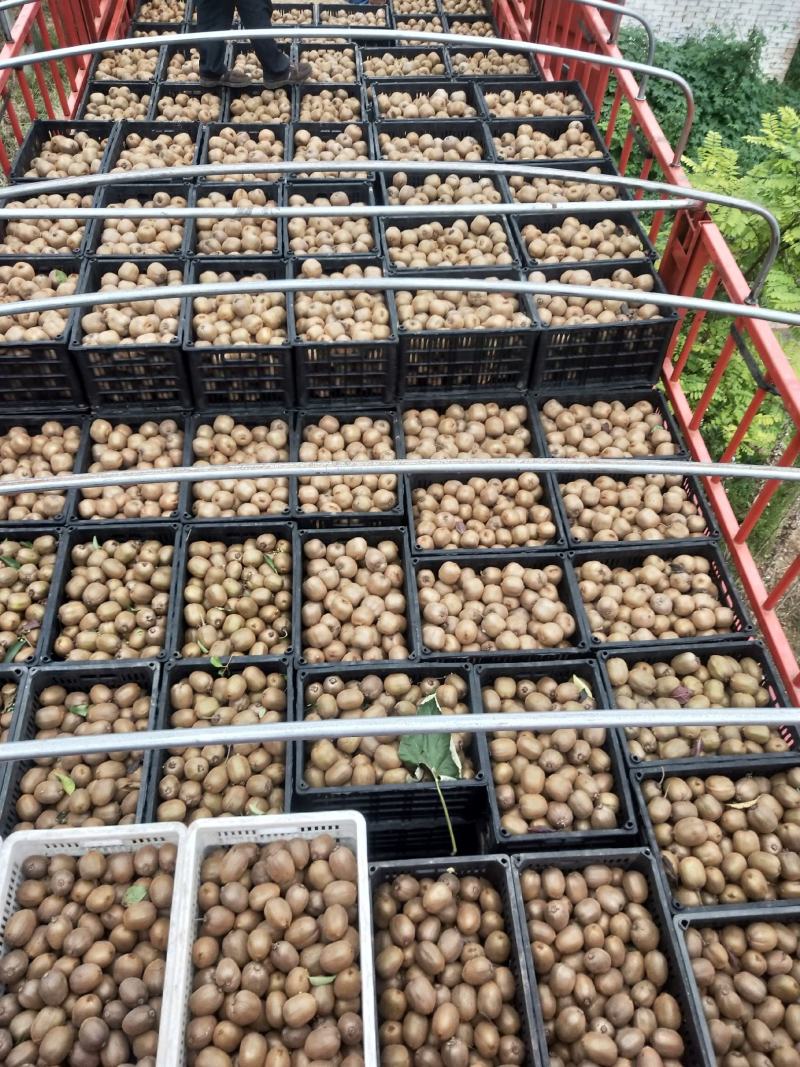 陕西猕猴桃亚特海沃德新鲜上市啦大量有货欢迎下单