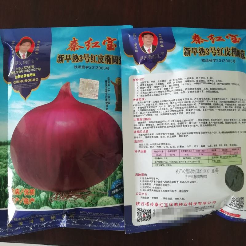 早熟红皮洋葱种子秦红宝3号适合山东河南安徽甘肃新疆等