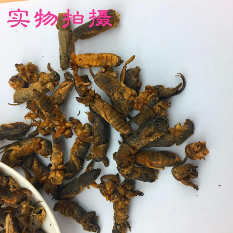 蝼蛄一手货源产地直销