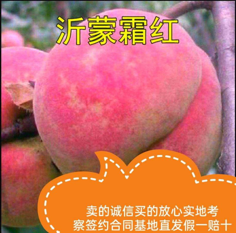 桃树苗沂蒙霜红桃果实脆甜耐寒抗冻现挖现发可视频看货