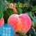 桃树苗沂蒙霜红桃果实脆甜耐寒抗冻现挖现发可视频看货
