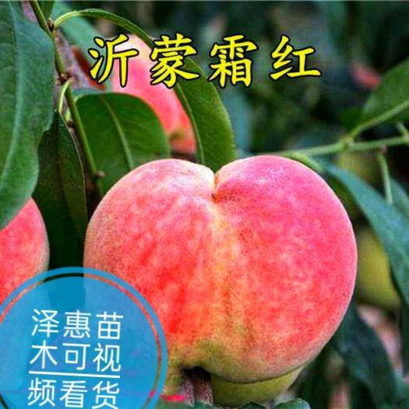 桃树苗沂蒙霜红桃果实脆甜耐寒抗冻现挖现发可视频看货