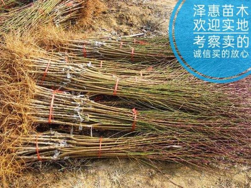 桃树苗沂蒙霜红桃果实脆甜耐寒抗冻现挖现发可视频看货