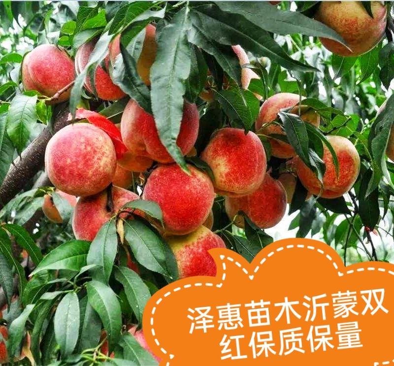 桃树苗沂蒙霜红桃果实脆甜耐寒抗冻现挖现发可视频看货