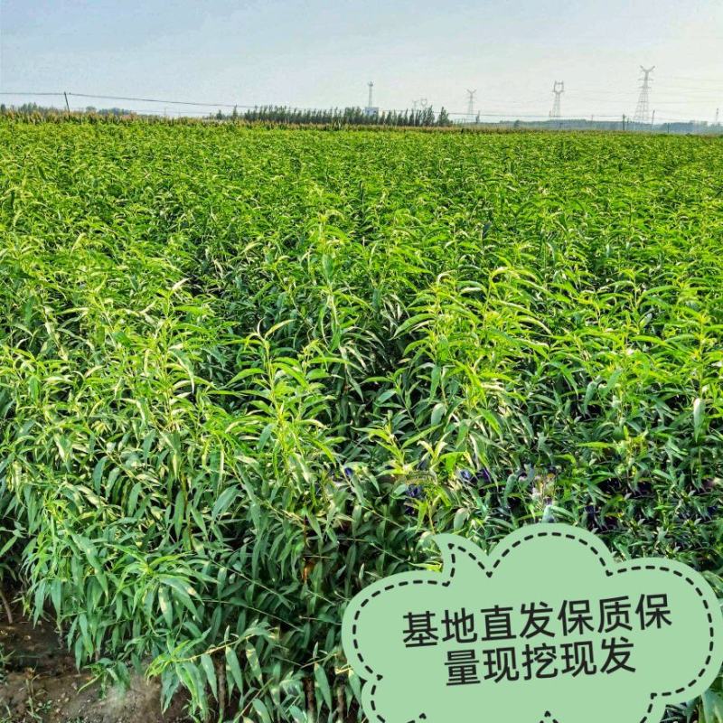 桃树苗沂蒙霜红桃果实脆甜耐寒抗冻现挖现发可视频看货