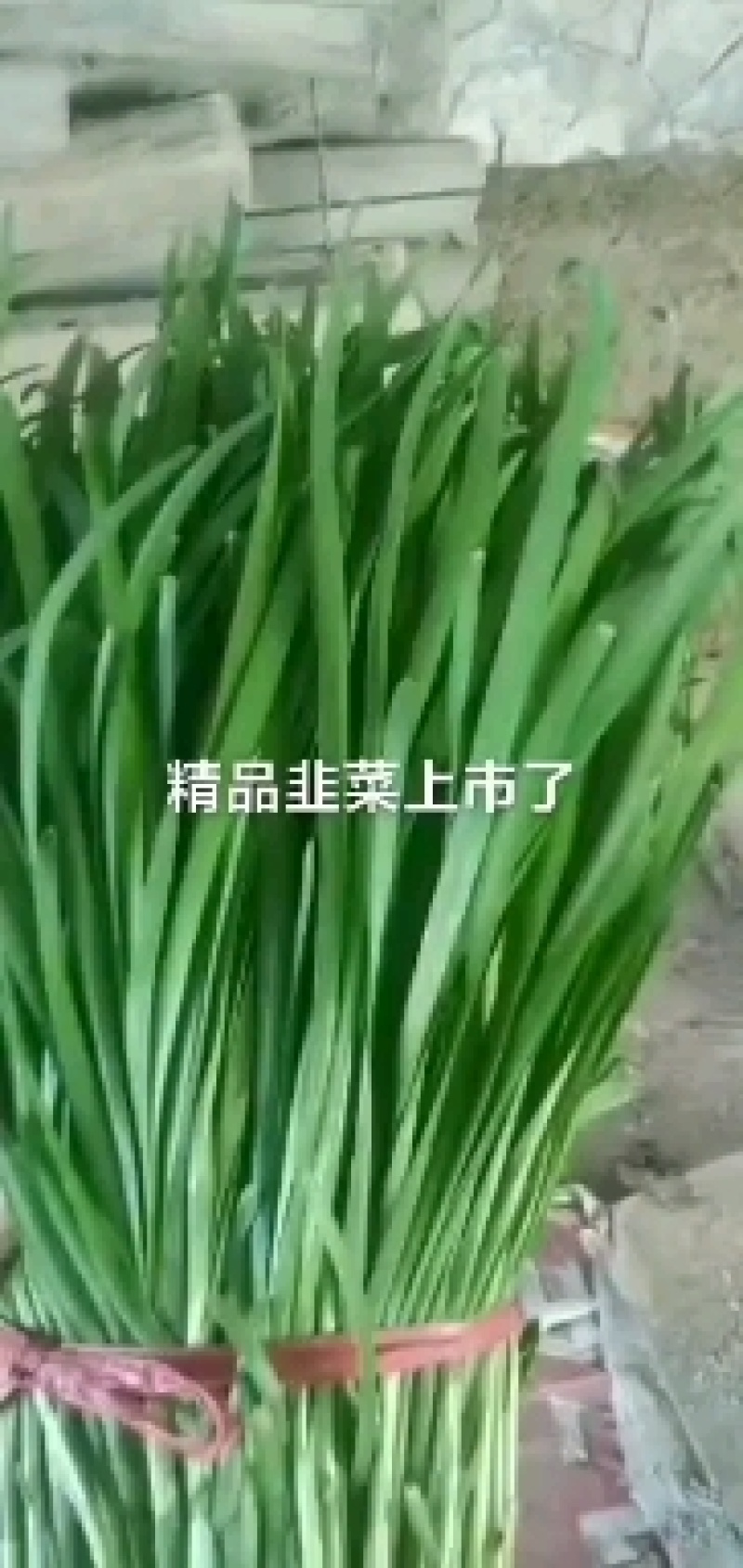 靖远韭菜大量上市，可以下单