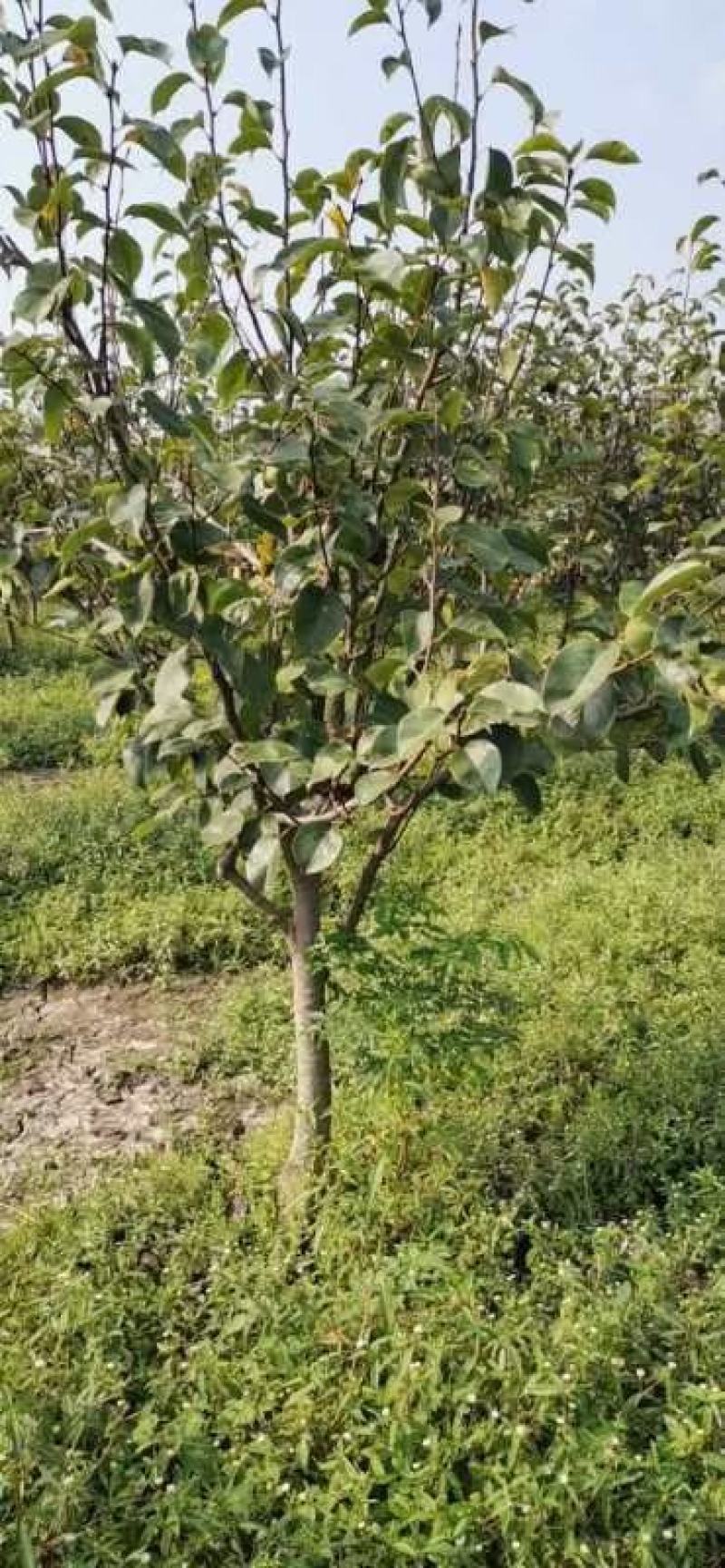 精品梨树大量出售质量好价格美丽欢迎全国各地客商前来采购