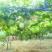 【粗12股爬藤网】种植攀爬网吊瓜百香果小西瓜小南瓜农业网