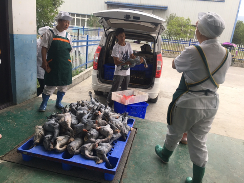林下鸡）品质优质、口感非常好，鸡肉很清香，好吃，口感特别