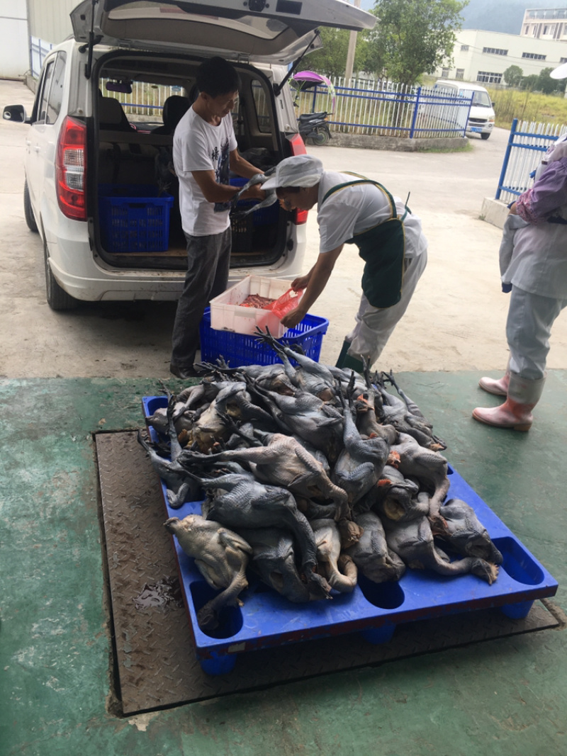 林下鸡）品质优质、口感非常好，鸡肉很清香，好吃，口感特别