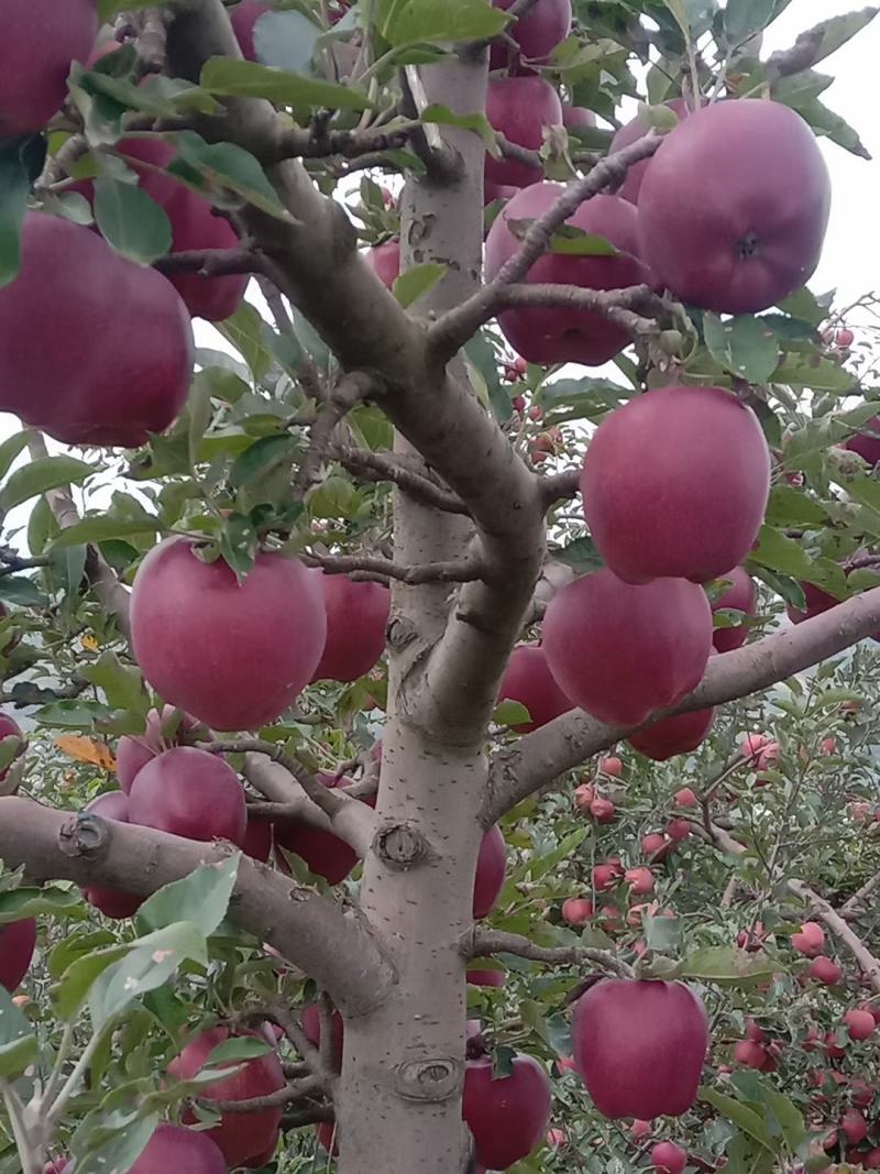 花牛熟了，下雨落了一地