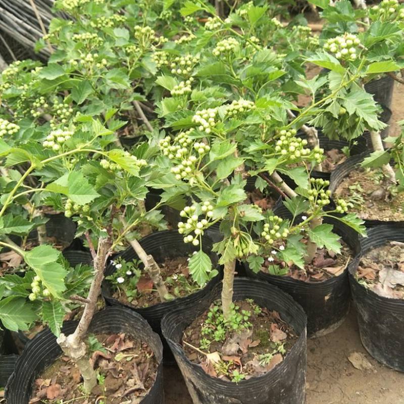 黄金山楂树苗基地直发现挖现发可视频看货保品种保质量保活