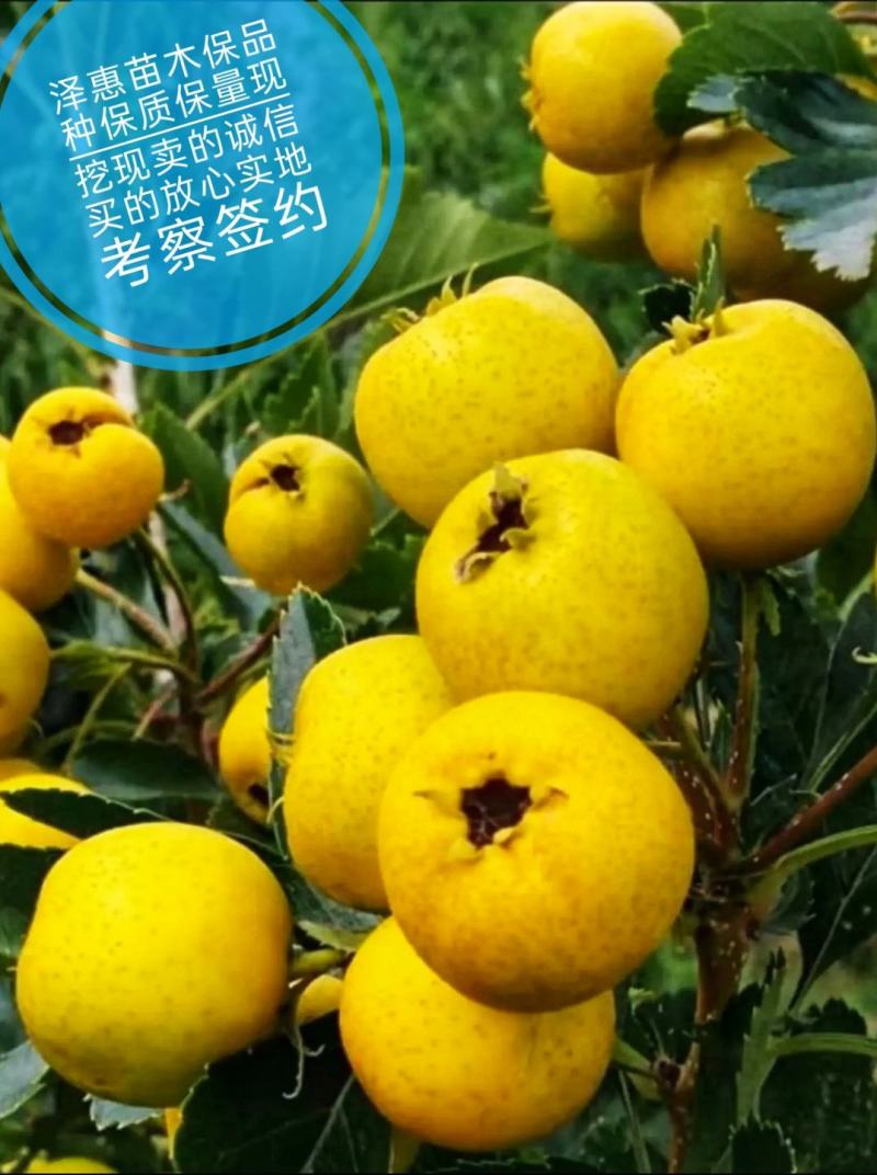 黄金山楂树苗基地直发现挖现发可视频看货保品种保质量保活