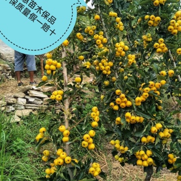黄金山楂树苗基地直发现挖现发可视频看货保品种保质量保活