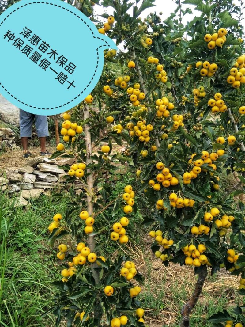 黄金山楂树苗基地直发现挖现发可视频看货保品种保质量保活