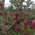 代办礼县花牛。老基地老品牌种植于70年代初，苹果味道甘醇