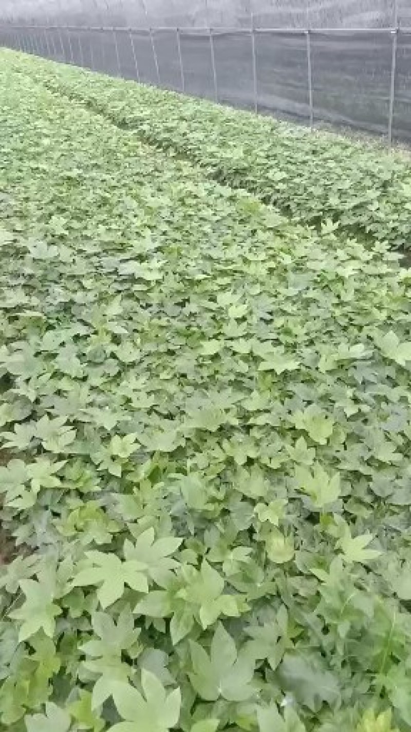 精品八角金盘大量出售。
