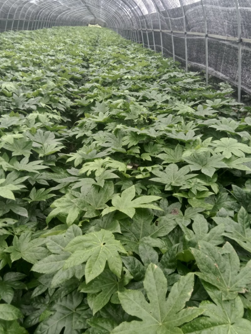 精品八角金盘大量出售。