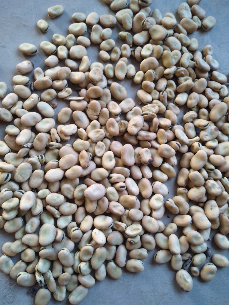 蚕豆精品大豆豌豆预代