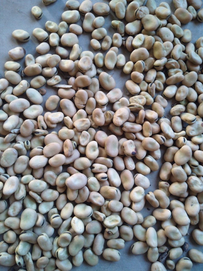 蚕豆精品大豆豌豆预代