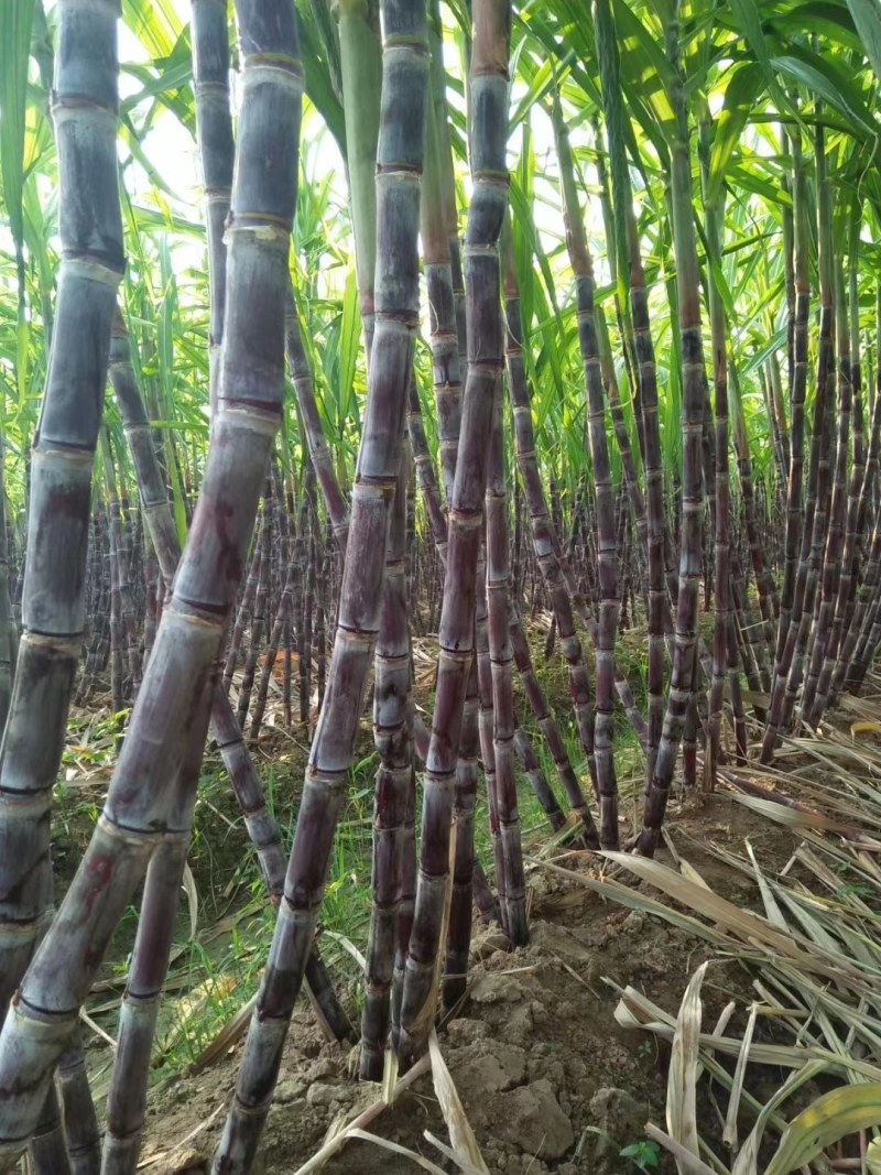 黑皮甘蔗河南商丘睢阳区大量供应优质黑皮甘蔗，欢迎