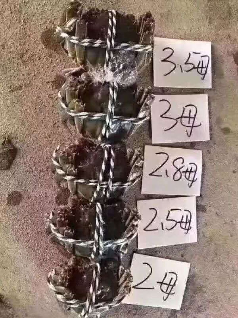 武汉白沙洲螃蟹大闸蟹毛蟹河蟹日供1万斤全国包邮
