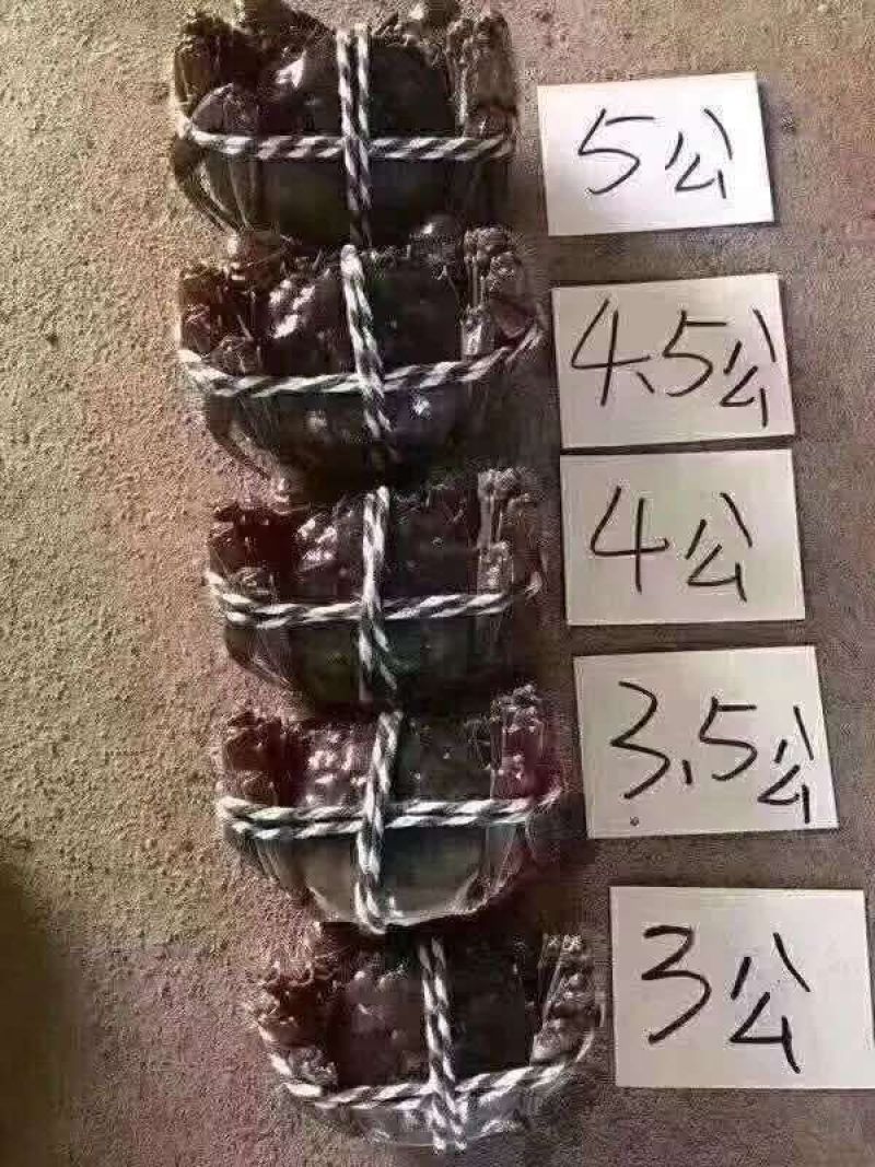 武汉白沙洲螃蟹大闸蟹毛蟹河蟹日供1万斤全国包邮