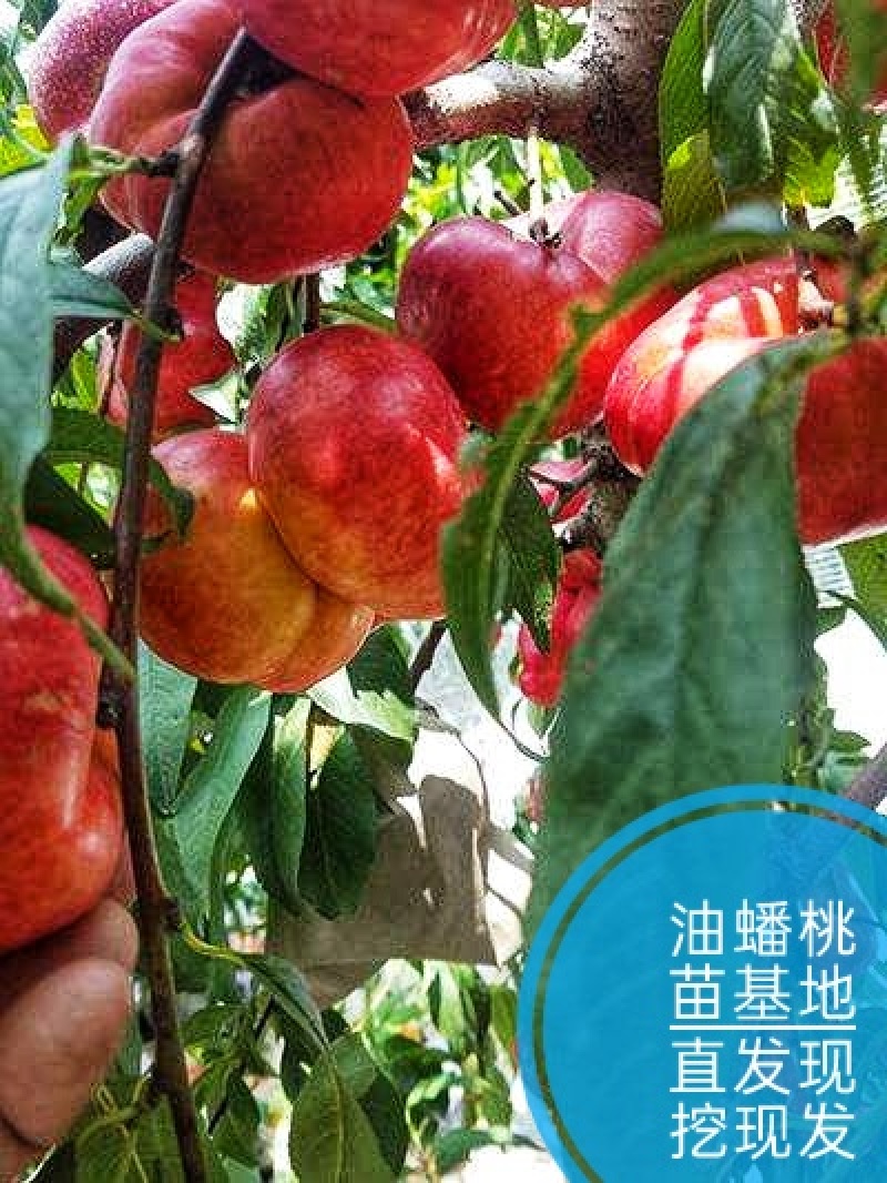 油蟠桃树苗早熟果实大脆甜优质外表基地直发可全程视频看