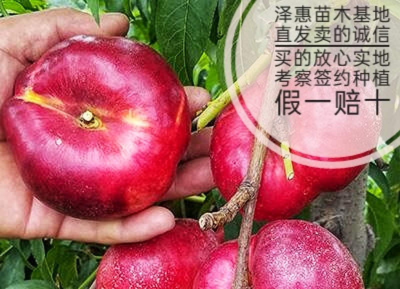 油蟠桃树苗早熟果实大脆甜优质外表基地直发可全程视频看